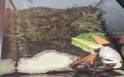 Snails invertebrates for sale: 2 Giant African Land Snails With Full Setup - Image 6