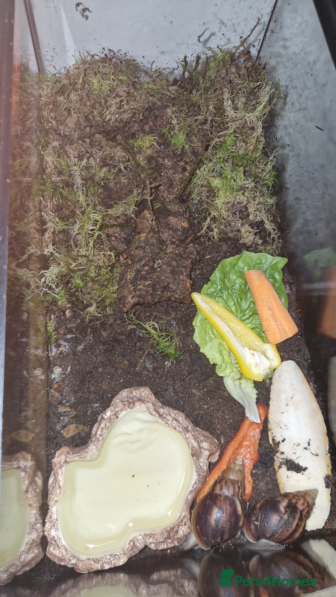 Snails invertebrates for sale: 2 Giant African Land Snails With Full Setup - Image 6