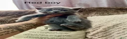 British Shorthair cats for sale: Bsh mix kittens  - Advert 19