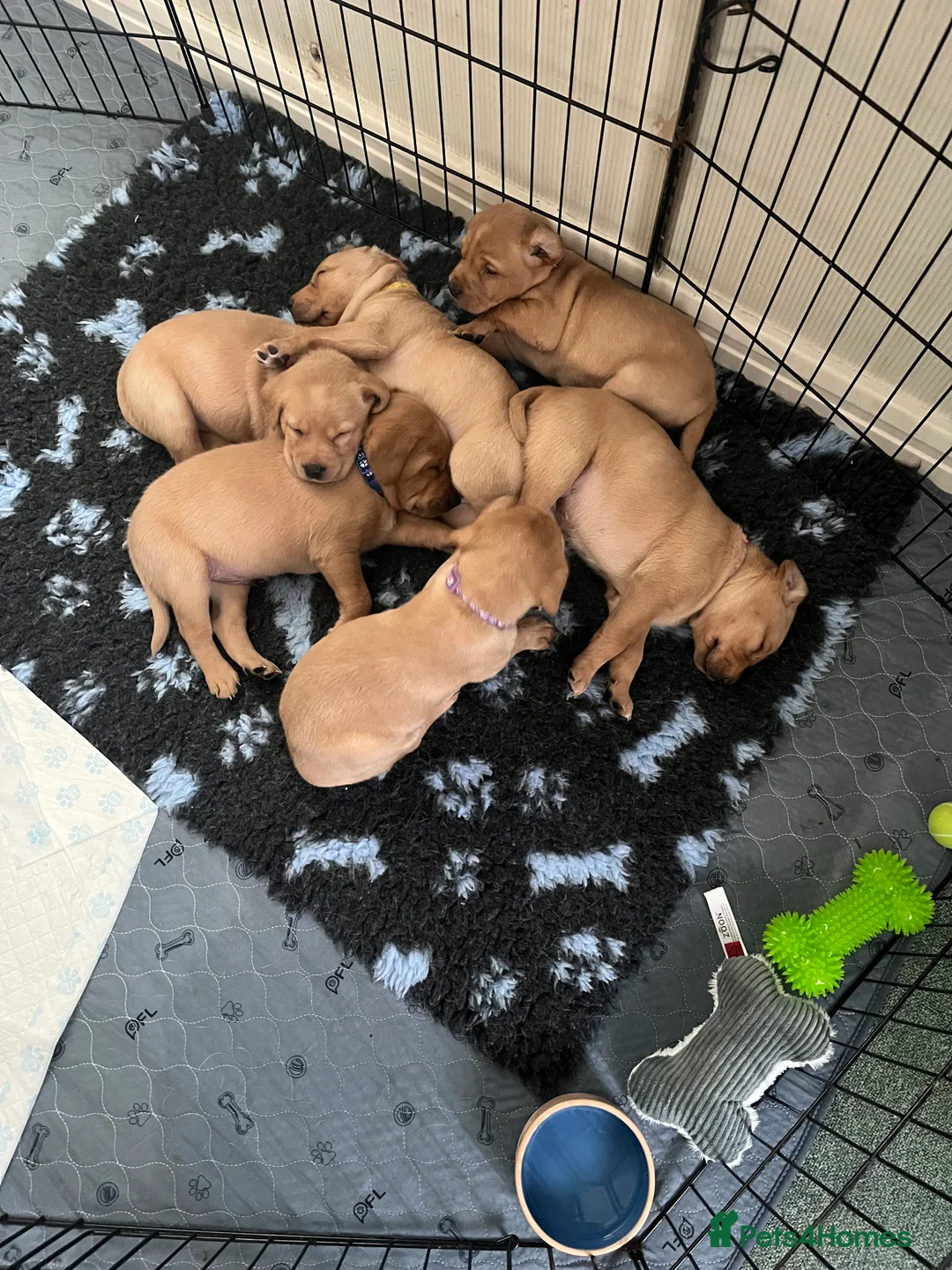 Labrador Retriever dogs for sale: Labrador Puppies - last remaining one  - Advert 7