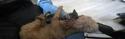 Mixed Breed cats for sale: Bengal cross boy with kitten bundle - Advert 13