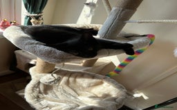 Mixed Breed cats for sale: Playful boy looking for his forever home - Image 1