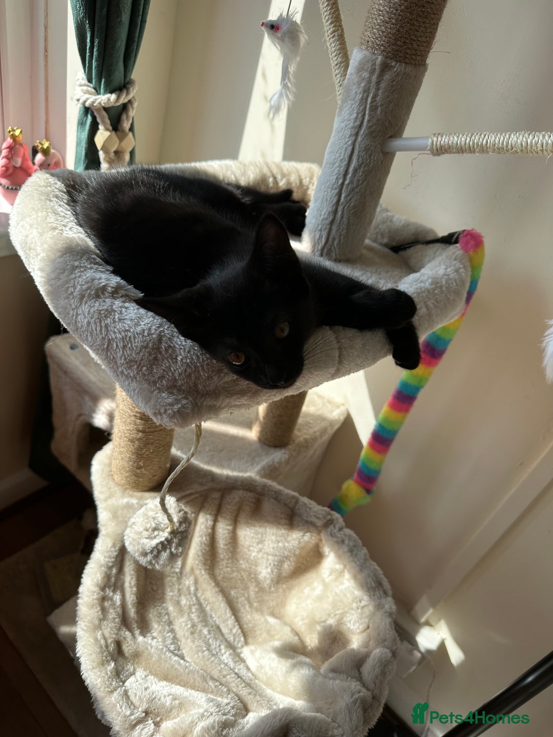 Mixed Breed cats for sale: Playful boy looking for his forever home - Image 1
