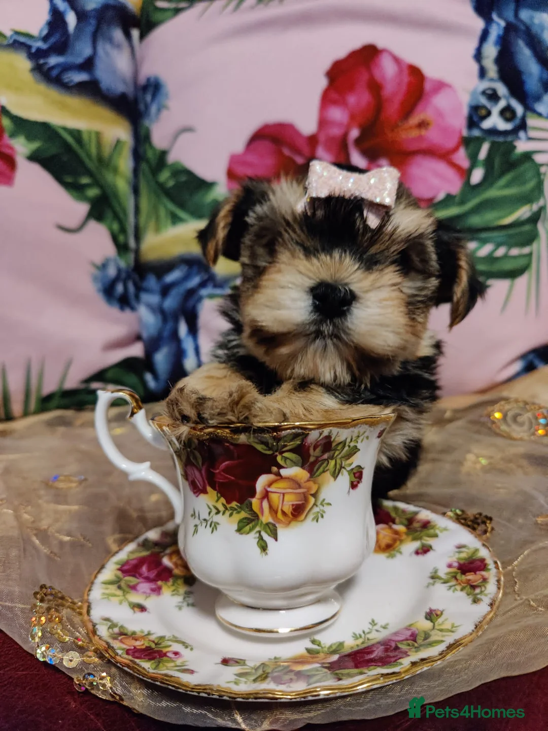 Yorkshire Terrier dogs for stud: Pedigree Yorkshire terrier for STUD only in Hull - Advert 12