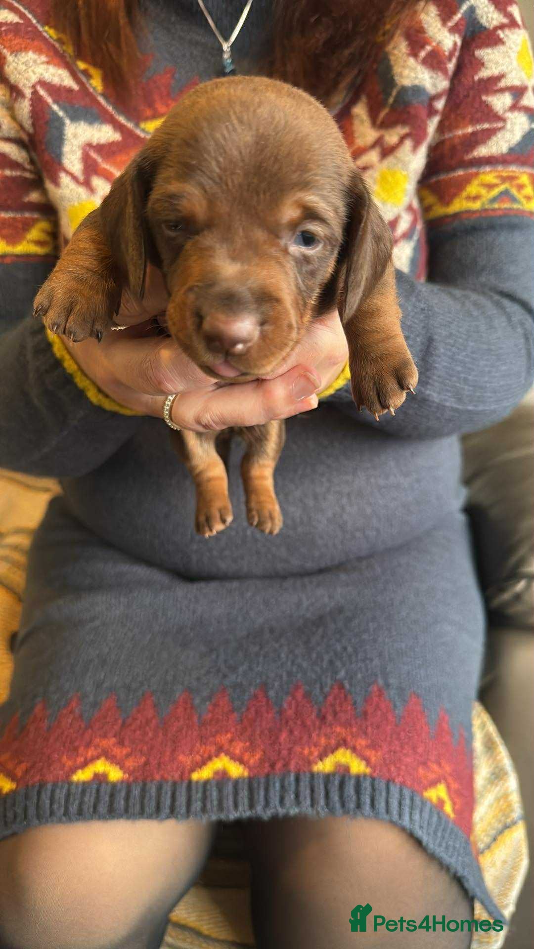 Miniature Dachshund dogs for sale: Miniature Dachshund Puppies ready to go 3/12/25 - Advert 19