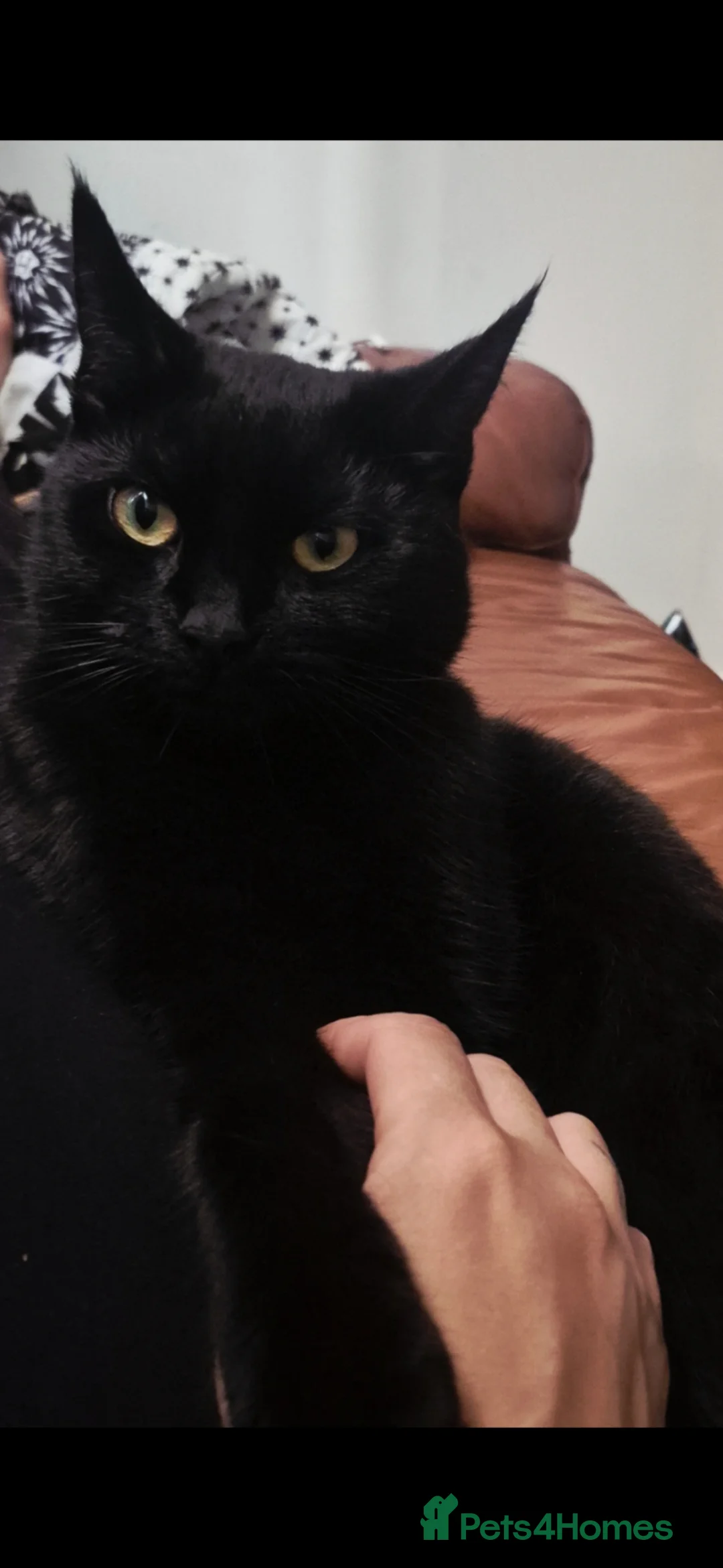 Mixed Breed cats for sale: Beautiful black female cat - Advert 1