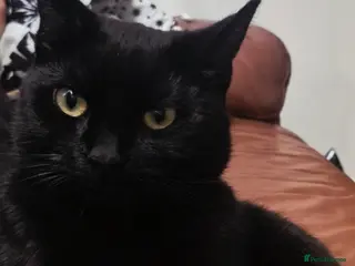 Mixed Breed cats Beautiful black female cat - Advert 2