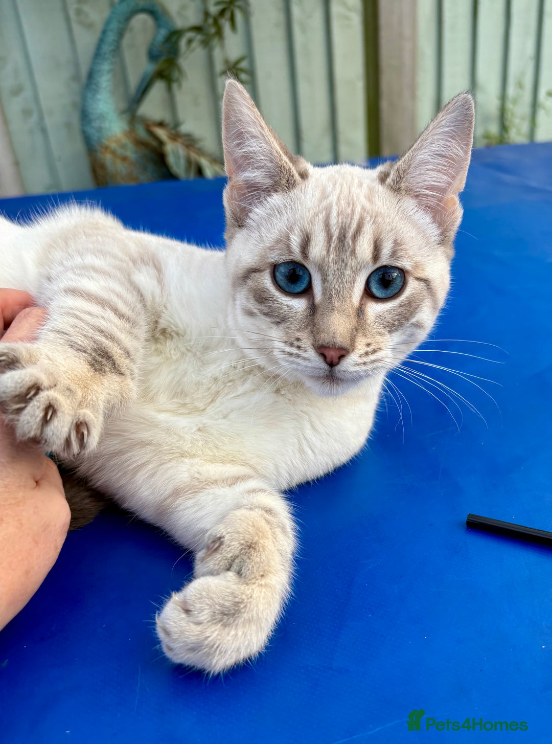 Keetso cats for sale: Superb polydactyl girl - Advert 13