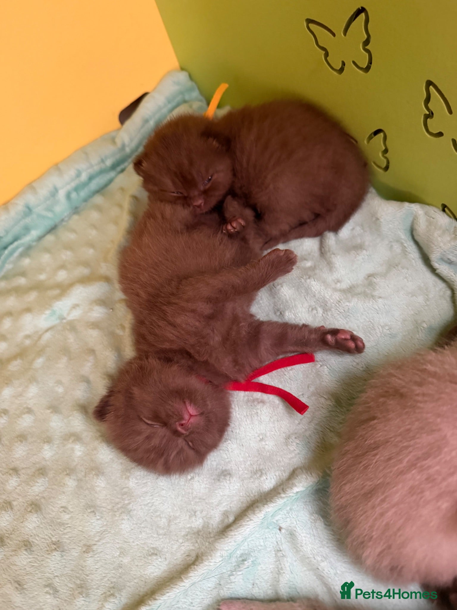 British Shorthair cats Tica registered BSH kittens - Advert 2