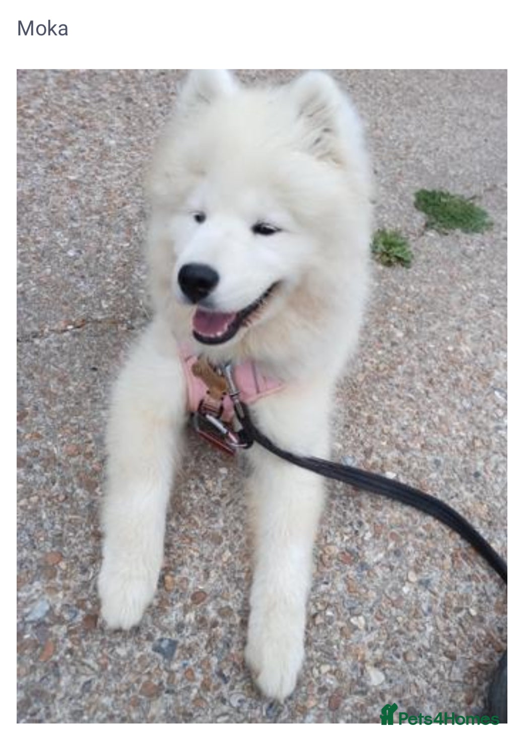 Samoyed dogs 🐾 Beautiful KC Registered Samoyed – 7 Months Old - Advert 3