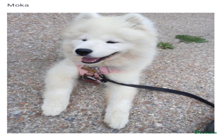 Samoyed dogs 🐾 Beautiful KC Registered Samoyed – 7 Months Old - Advert 1