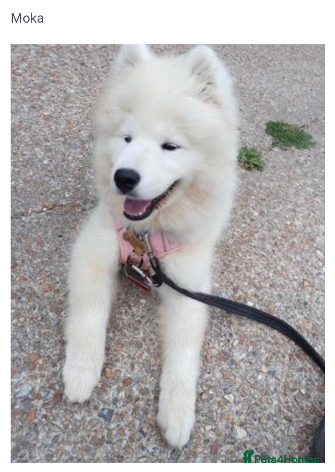 Samoyed dogs for sale: 🐾 Beautiful KC Registered Samoyed – 7 Months Old - Advert 1