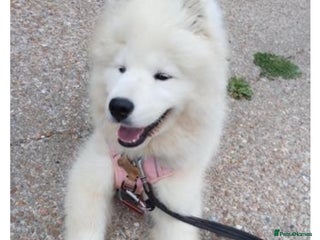 Samoyed dogs 🐾 Beautiful KC Registered Samoyed – 7 Months Old - Advert 5