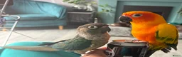 Conures birds for sale: Sun conure - Advert 4