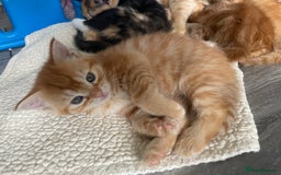 Mixed Breed cats for sale: Part Mainecoon Ginger Litter - Image 33