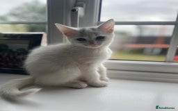 Mixed Breed cats for sale: 2 gorgeous boy left  - Image 5