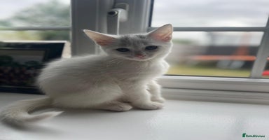 Mixed Breed cats - Advert 16