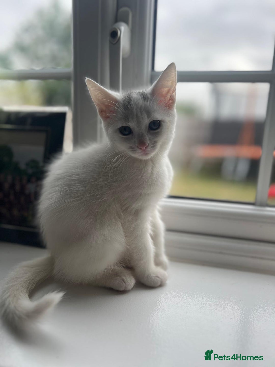 Mixed Breed cats for sale: 2 gorgeous boy left  - Image 5