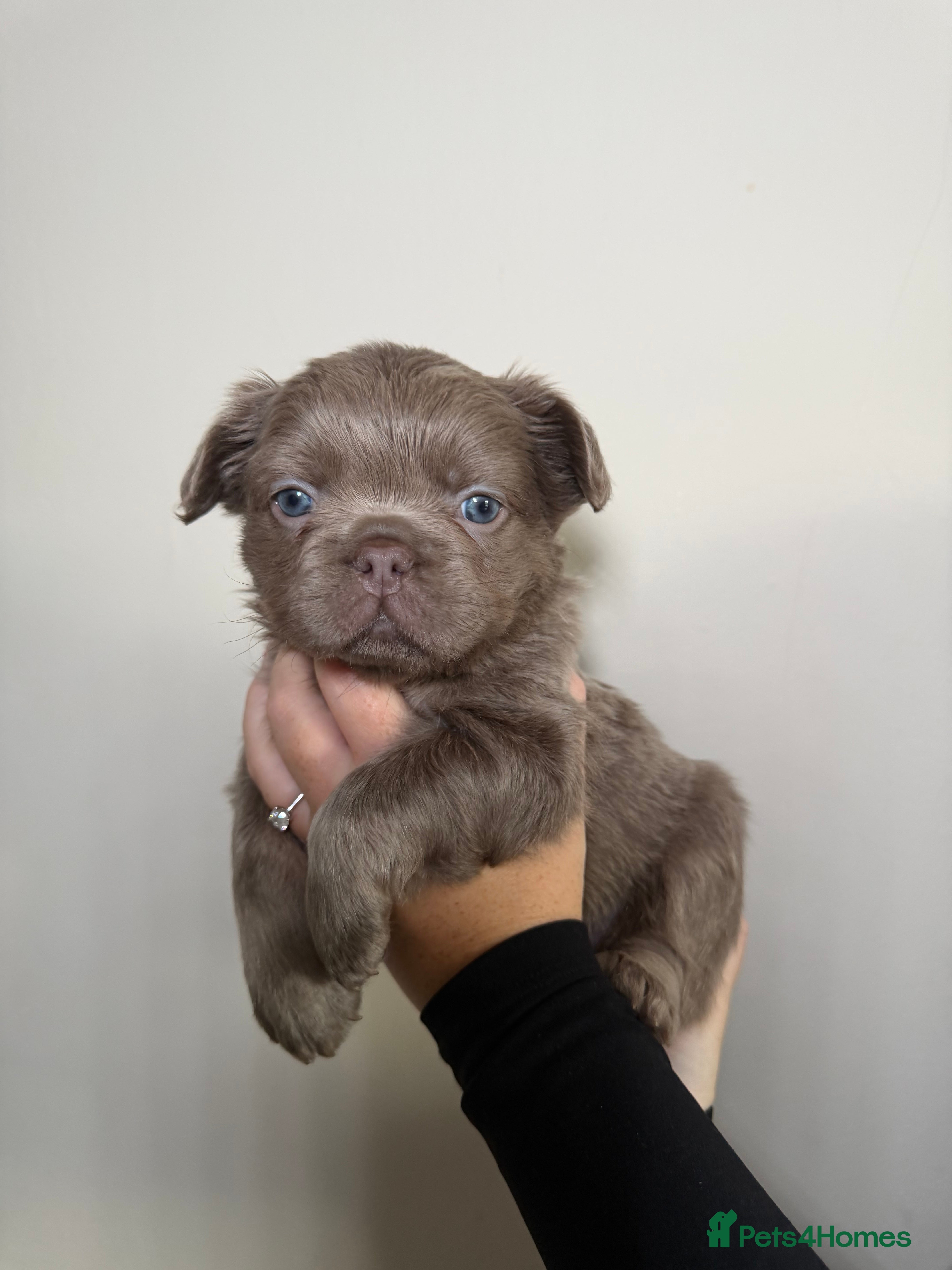 French Bulldog dogs French bulldog  - Advert 8