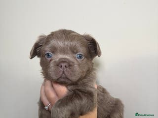 French Bulldog dogs French bulldog - Advert 5