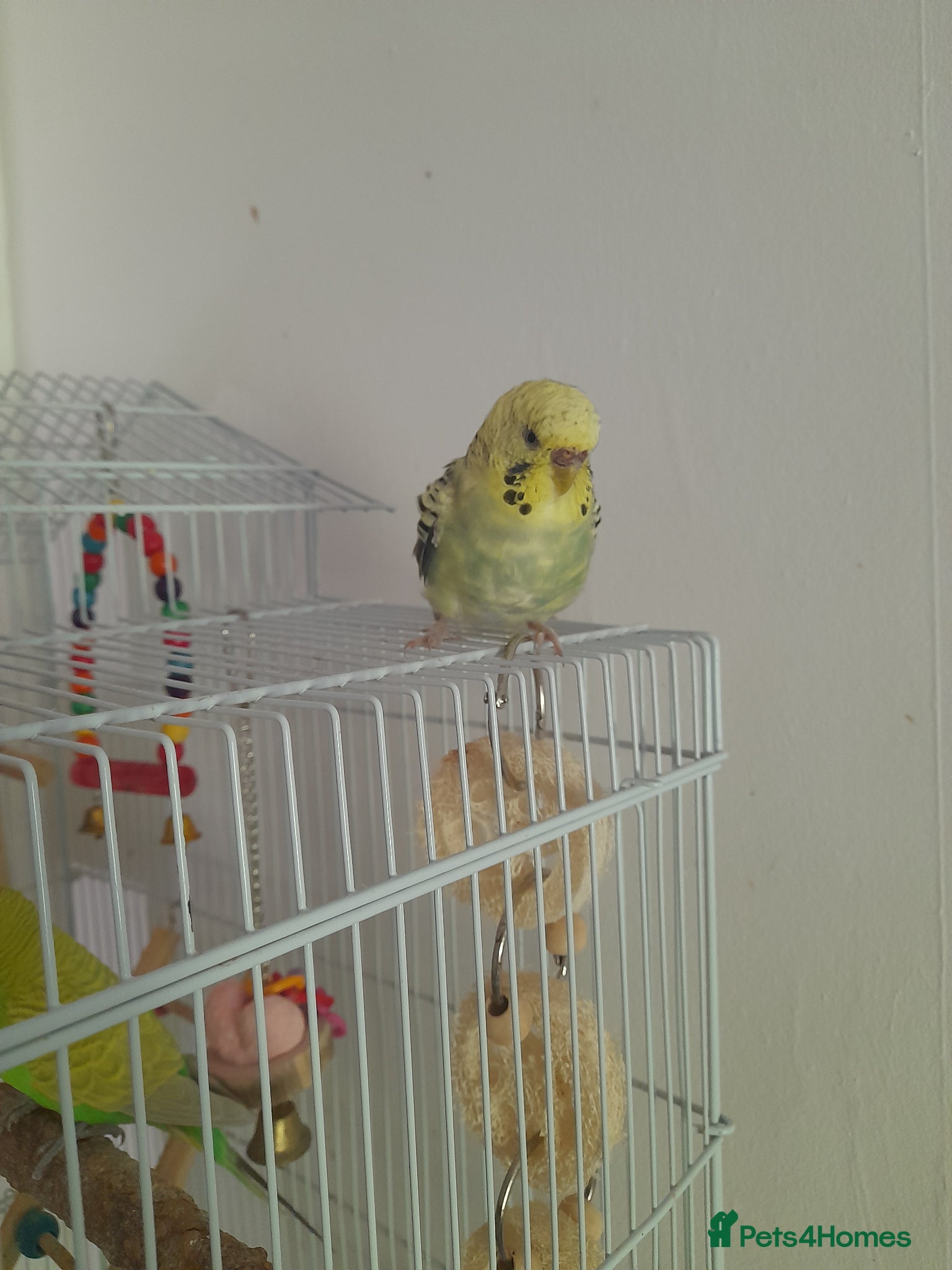 Budgerigars birds for sale: 2 budgies with large cage in High Wycombe - Advert 3