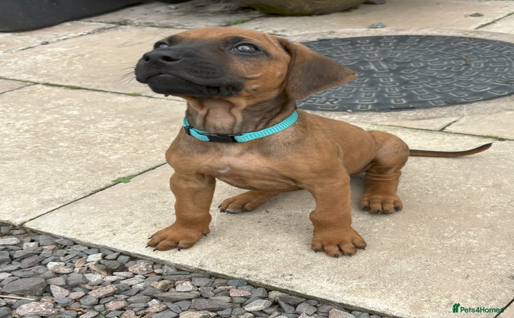 Rhodesian Ridgeback dogs - Advert 1