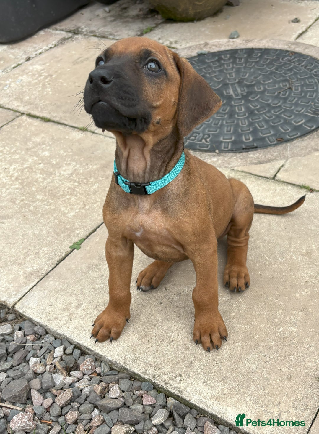 Rhodesian Ridgeback dogs for sale: UBUKHOSI Rhodesian Ridgebacks - Image 1