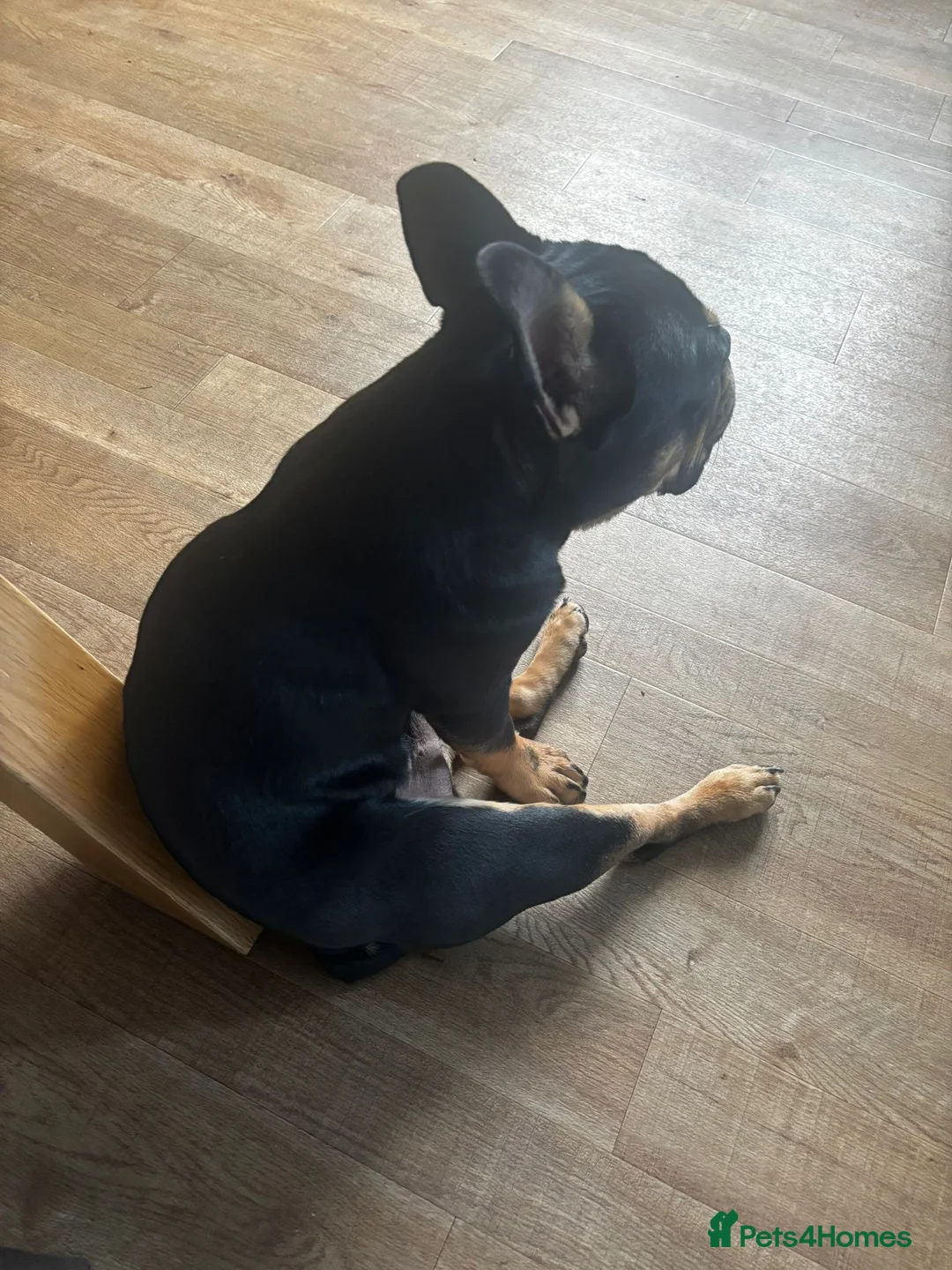 French Bulldog dogs for sale: Black and Tan French Bulldog in Aldershot - Advert 2