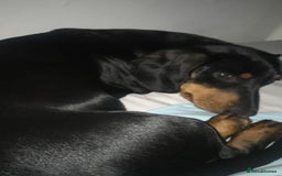 Mixed Breed dogs for sale: Doxiepoo Puppies For Sale  - Image 15