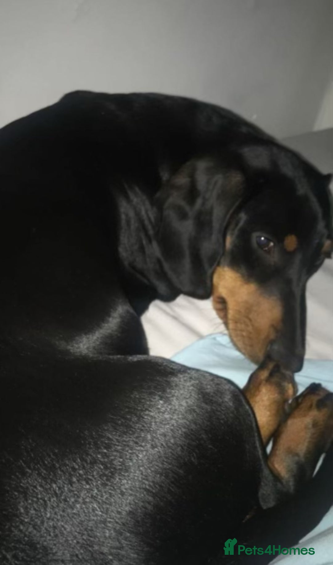 Mixed Breed dogs for sale: Doxiepoo Puppies For Sale  - Image 15