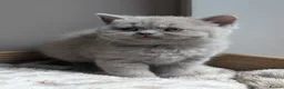 British Shorthair cats for sale: GCCF British Shorthair kittens  - Advert 8