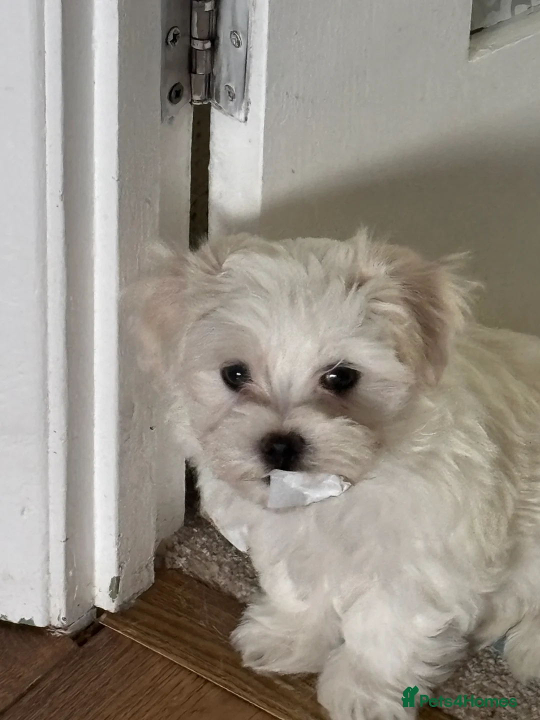 Maltese dogs for sale: Maltese babies - Advert 1