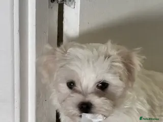 Maltese dogs Maltese babies - Advert 1