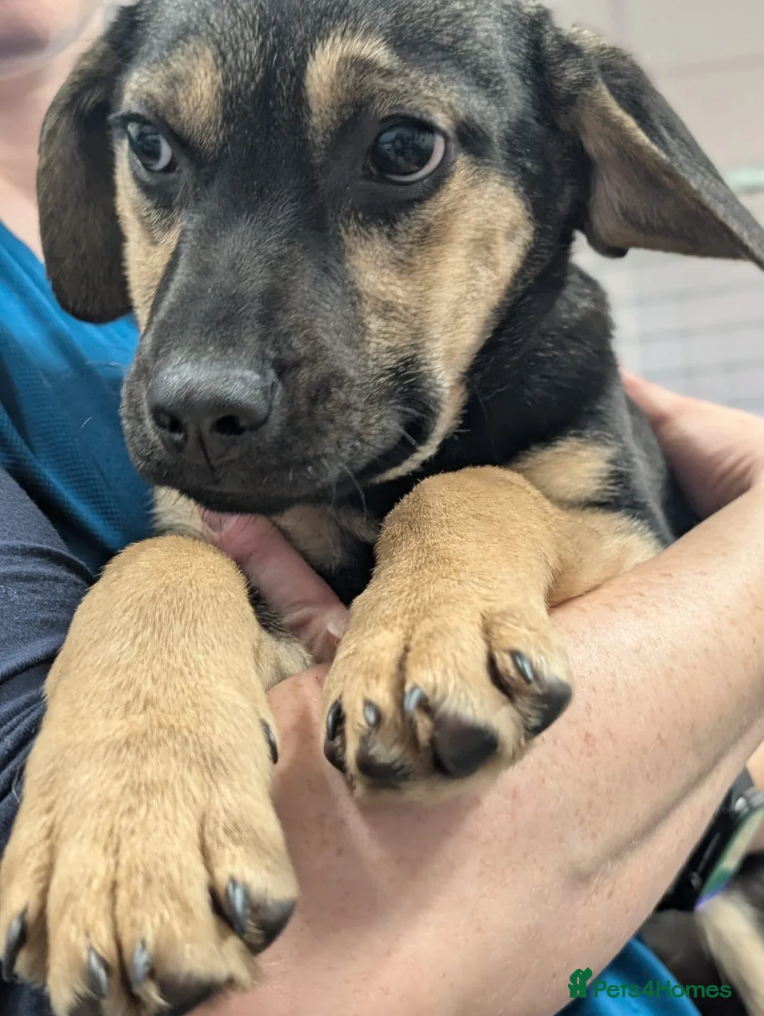 Mixed Breed dogs for adoption: Poppy - In Aye Looking for a home  - Advert 2