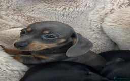 Dachshund dogs for sale: Dachshund puppies  - Image 7