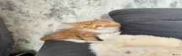 Mixed Breed cats for sale: Ginger fluffy girl for sale - Advert 5