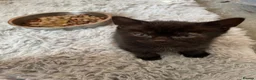 Domestic Shorthair cats for sale: 4 black male kittens - Advert 13