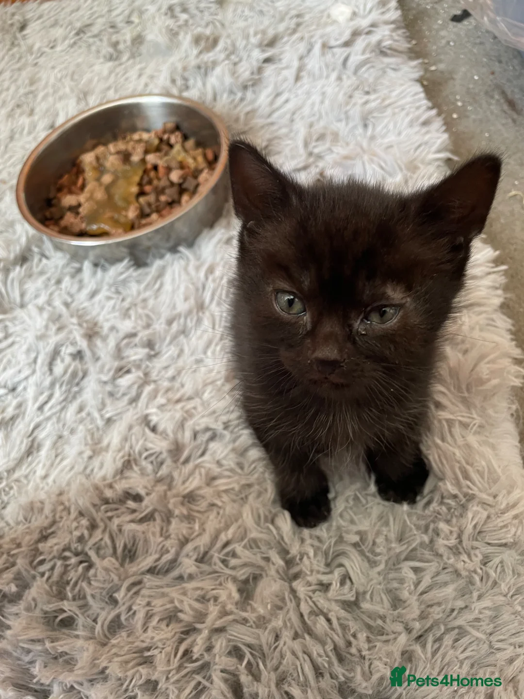 Domestic Shorthair cats for sale: 4 black male kittens - Advert 13