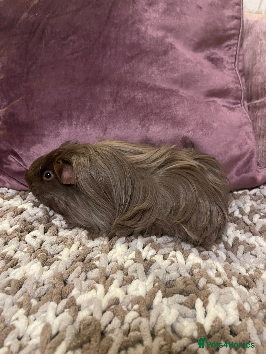 Guinea Pig rodents for sale: Guinea pigs for sale  - Advert 9