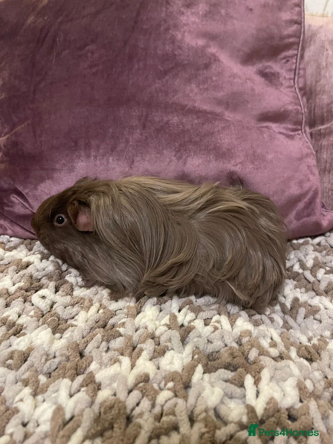 Guinea Pig rodents for sale: Guinea pigs for sale  - Advert 9