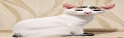Mixed Breed cats for sale: 2 beautiful, well-socialized kittens  - Advert 13