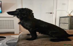 Cocker Spaniel dogs for sale: Cocker spaniel Puppies Males and females - Image 7