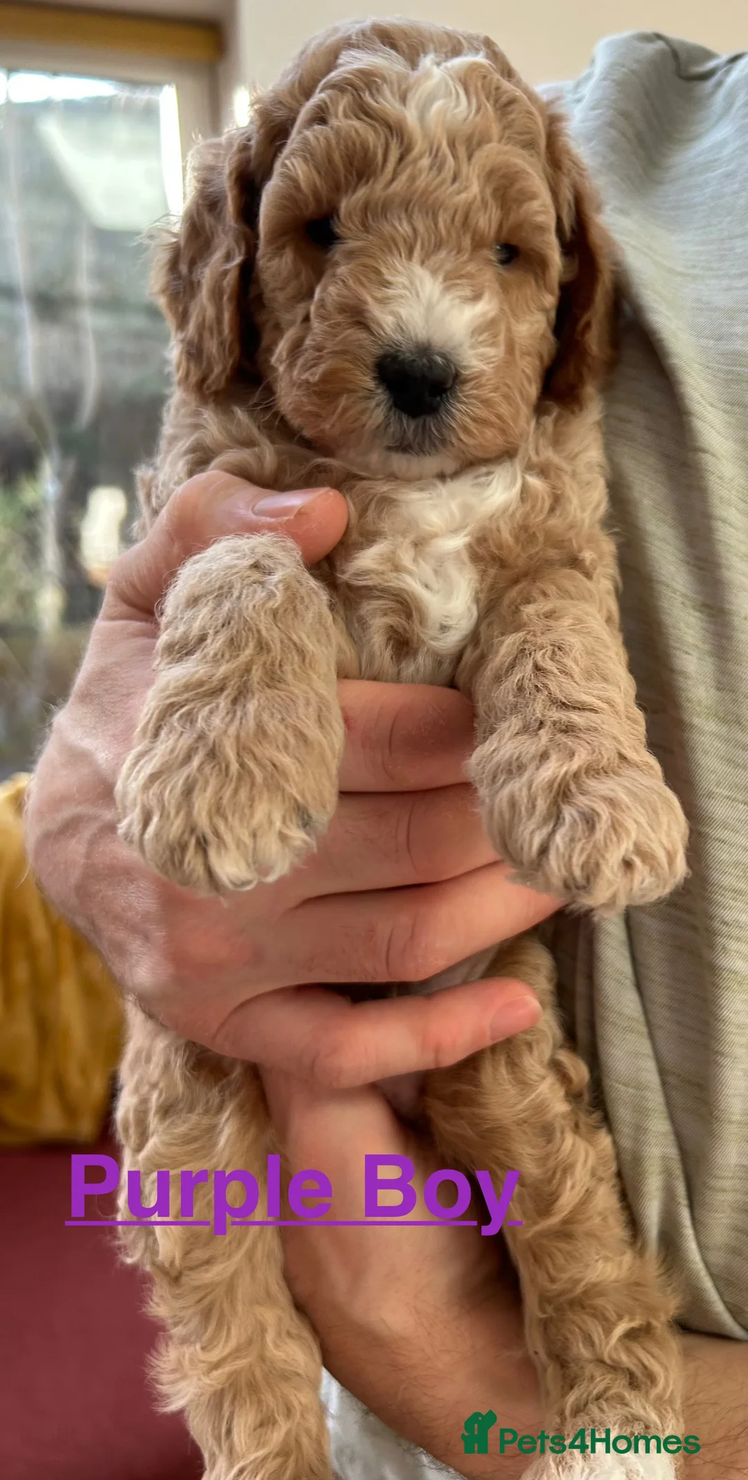 Mixed Breed dogs for sale: Mini Goldendoodle / Aussiedoodle Doubledoodles - Advert 3
