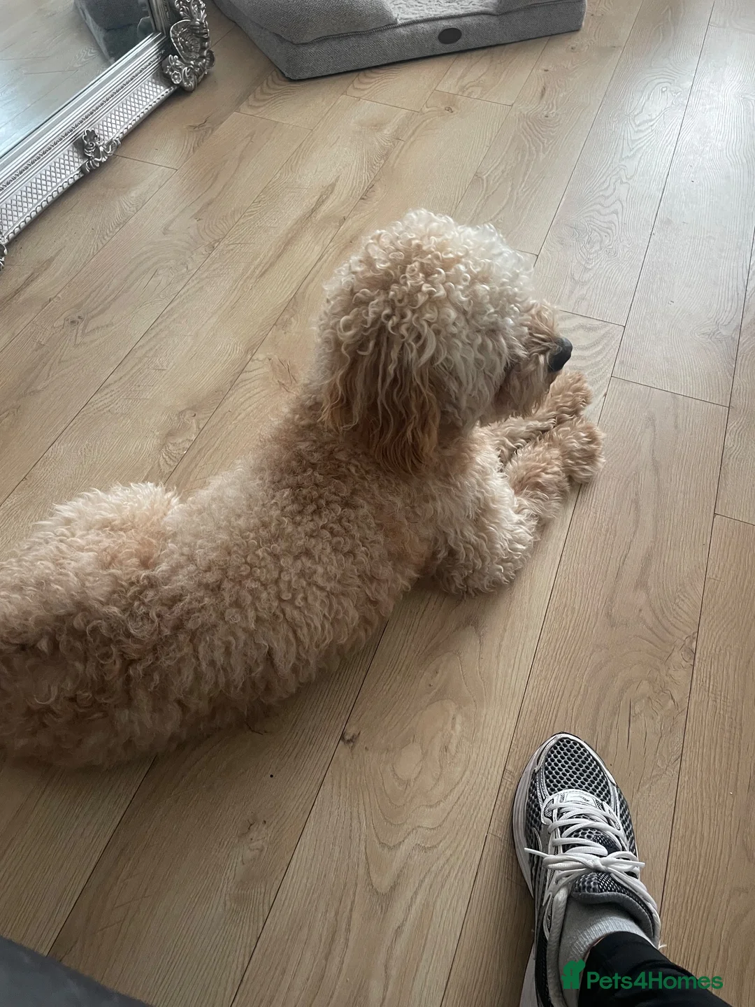 Cockapoo dogs for stud: Monty  in Liverpool - Advert 7