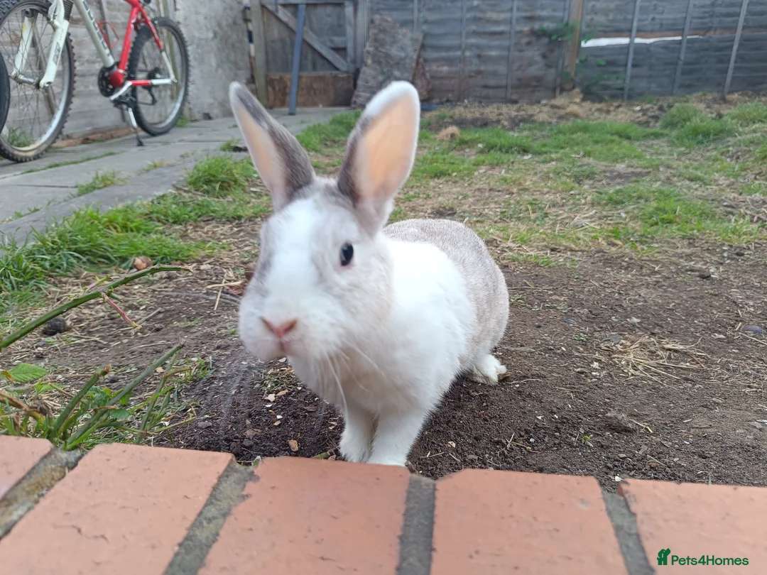Dutch rabbits for sale: Darling Beautiful Girl - Advert 5