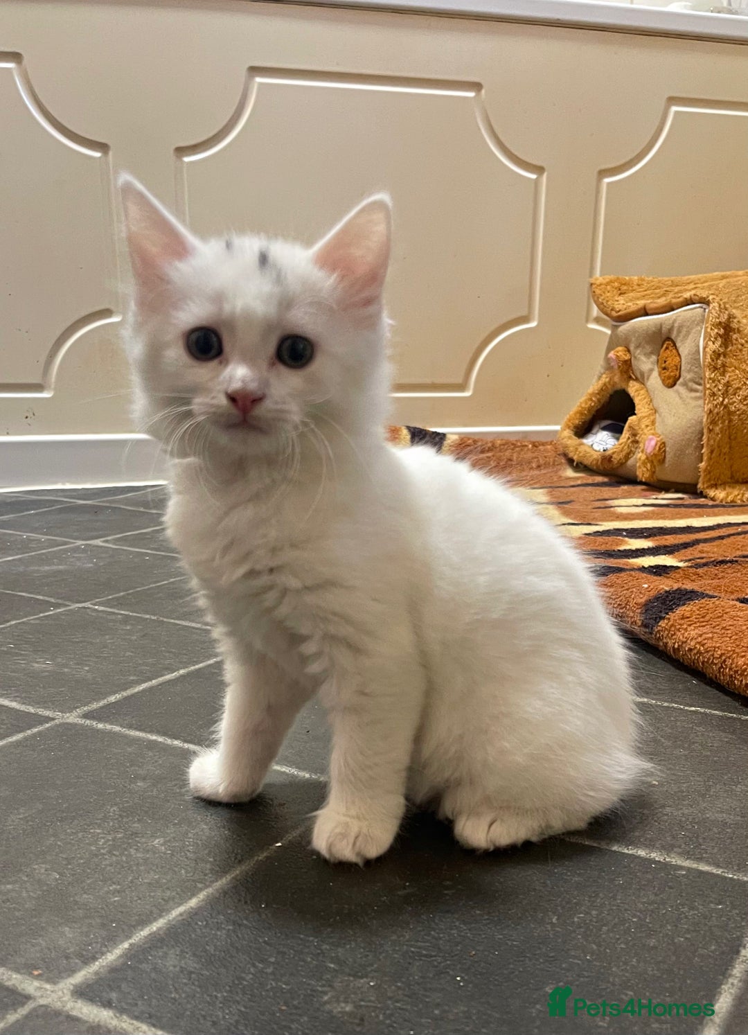 Turkish Angora cats for sale: Beautiful Fluffy Turkish angora  - girl - Image 3