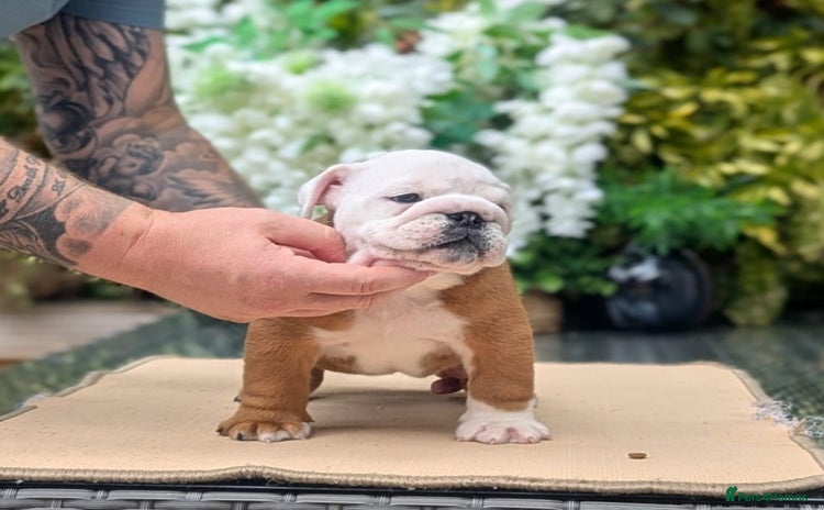 English Bulldog dogs - Advert 2