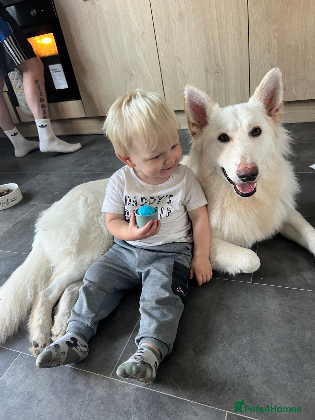 White Swiss Shepherd dogs for sale: 2 year old male Swiss shepherd - Image 4