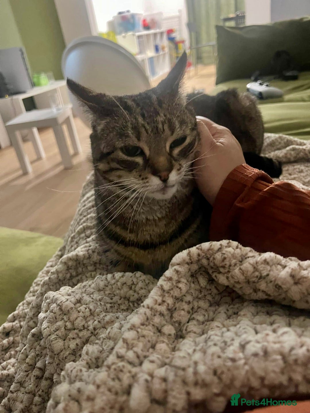 Arabian Mau cats for adoption: Loving Retirement Home in Scotland - Image 2