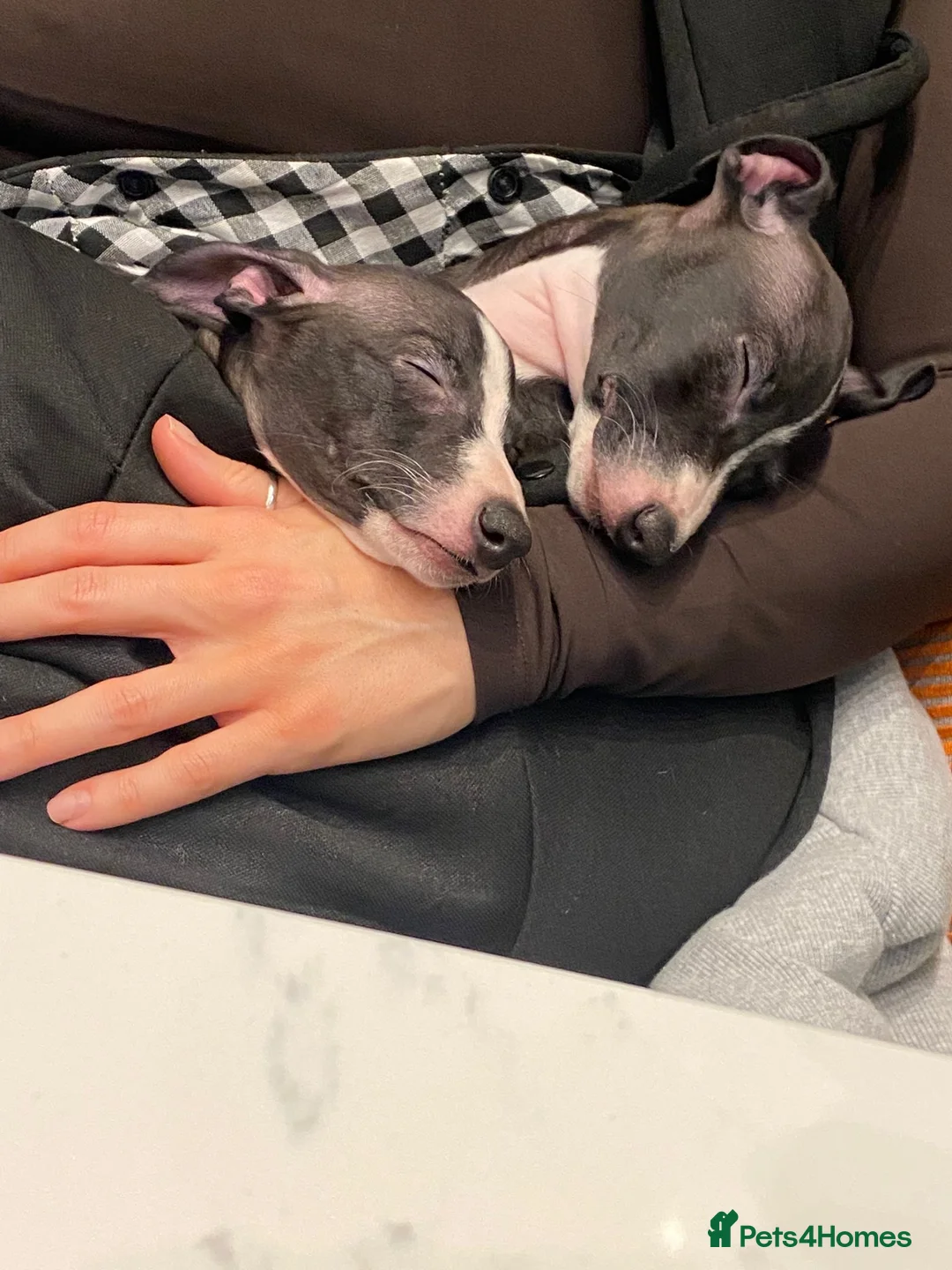 Italian Greyhound dogs for sale: 2 beautiful boy Iggys looking for their new home - Advert 12